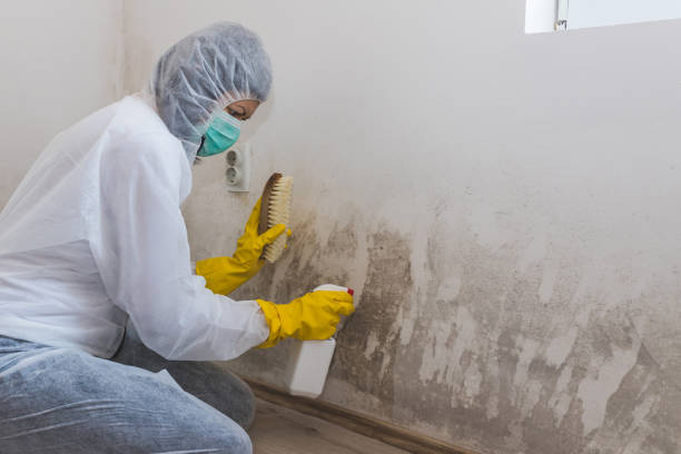 Best Post-Flood Mold Remediation in Summitville, IN