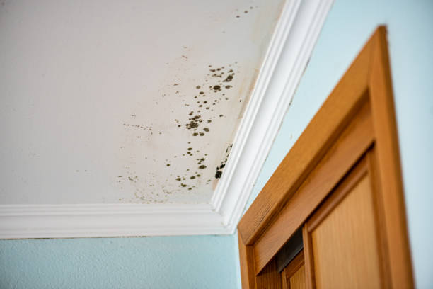 Best Post-Flood Mold Remediation in Summitville, IN
