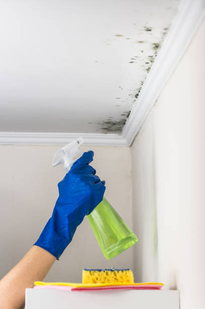 Best HVAC Mold Remediation in Summitville, IN